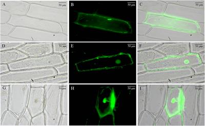 BvCPD promotes parenchyma cell and vascular bundle development in sugar beet (Beta vulgaris L.) taproot